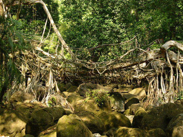 The Architects of Living Root Bridges