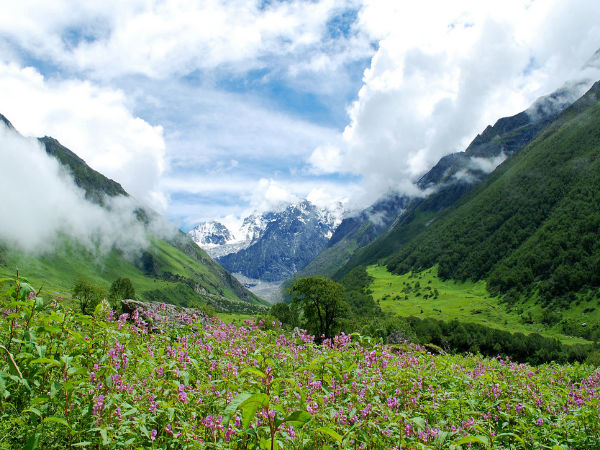 Flowers Own this Valley