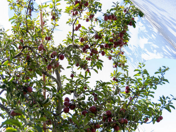 Go Apple Picking