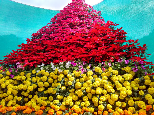 A Show of Flowers
