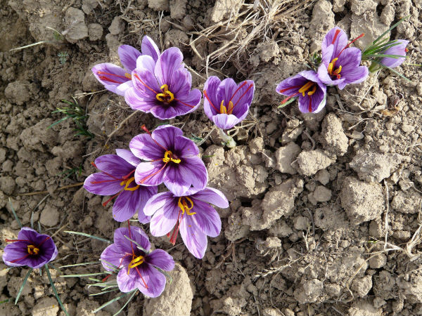 The Saffron Town
