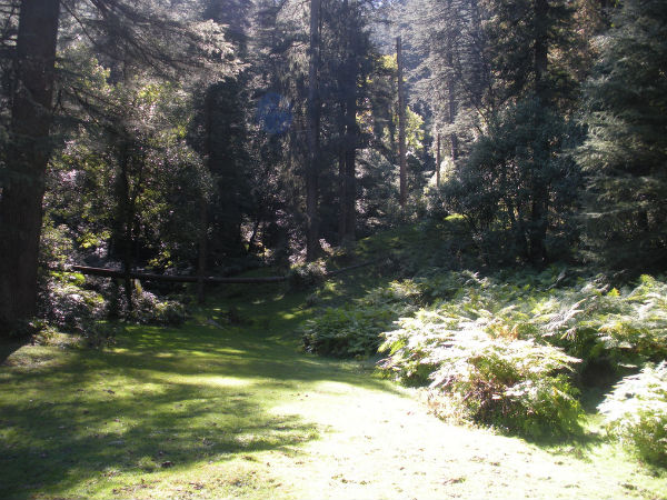 Unique Ecosystem of Khajjiar