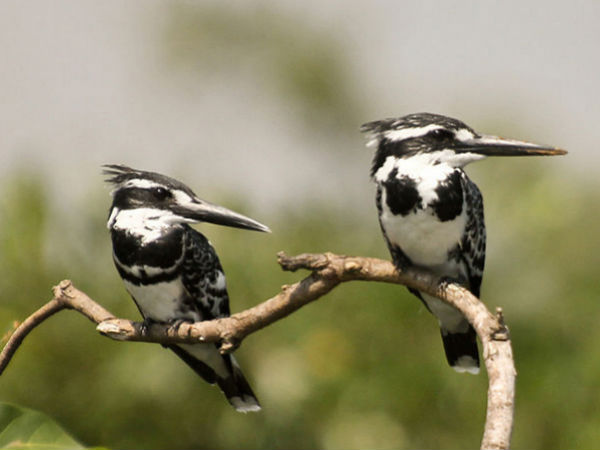 Ranganathittu Bird Sanctuary