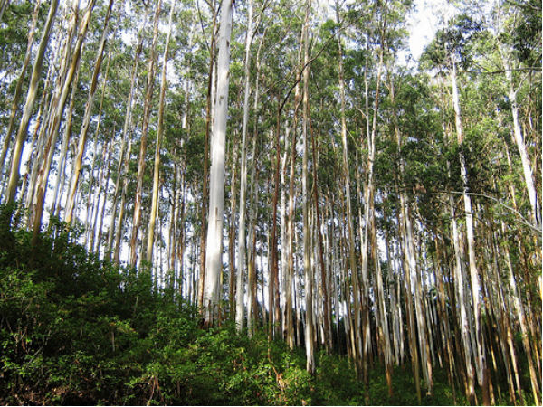 Gudalur