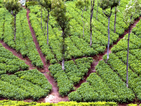 Coonoor