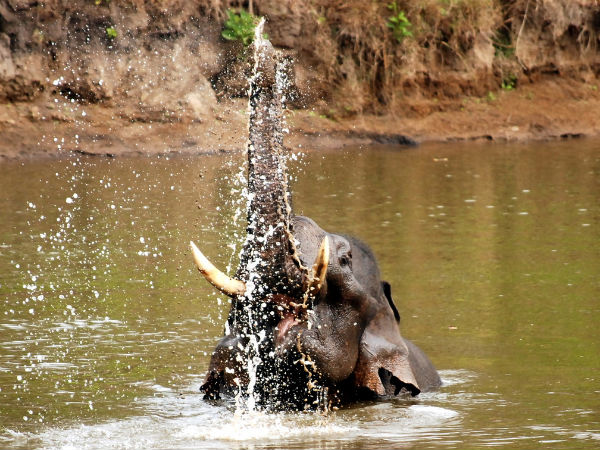 Wildlife of Nagarhole