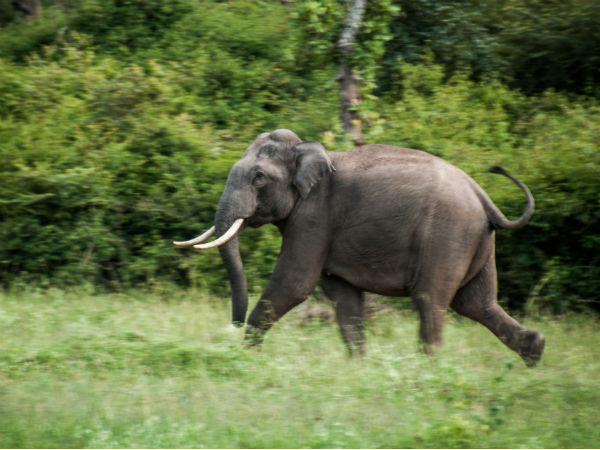 Bandipur
