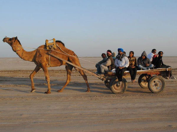 Camel Savari Camel Savari