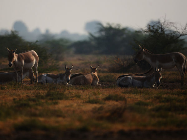 Indian Wild Ass Sanctuary Indian Wild Ass Sanctuary