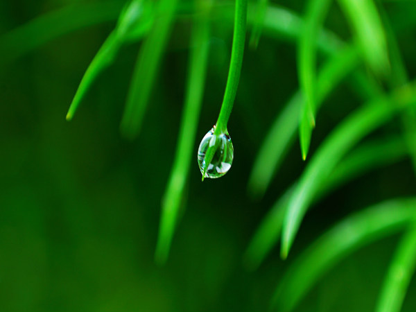 Glimpses of rain in Kerala