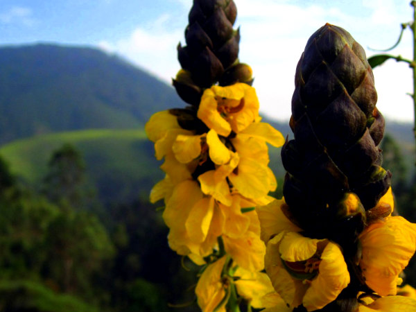 Best Shots of Munnar!