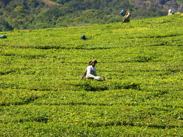 Best Shots of Munnar!