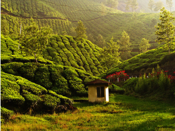 Best Shots of Munnar!