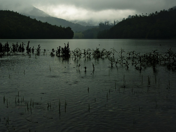 Best Shots of Munnar!