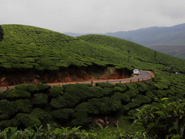 Best Shots of Munnar!