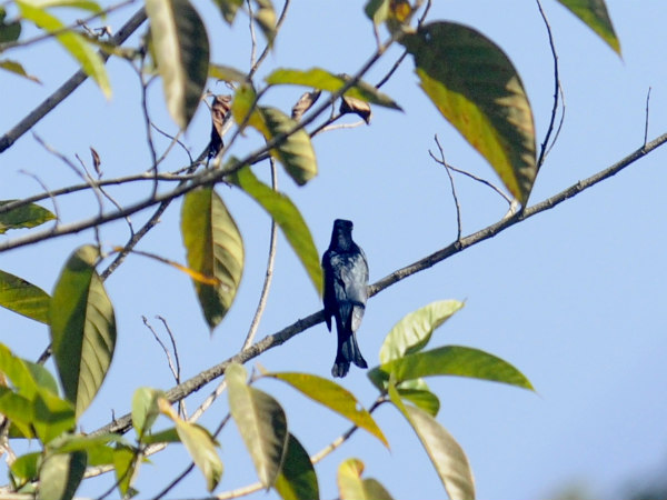 Tiger Reserves in North East India Tiger Reserves in North East India
