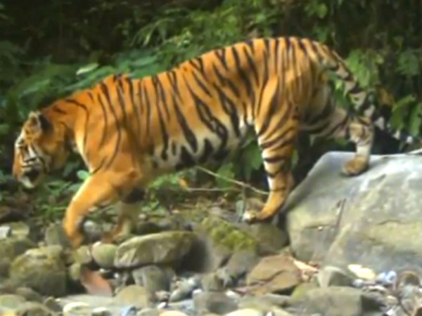 Tiger Reserves in North East India Tiger Reserves in North East India