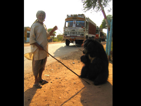 Top Bear Sanctuaries in India! Top Bear Sanctuaries in India!