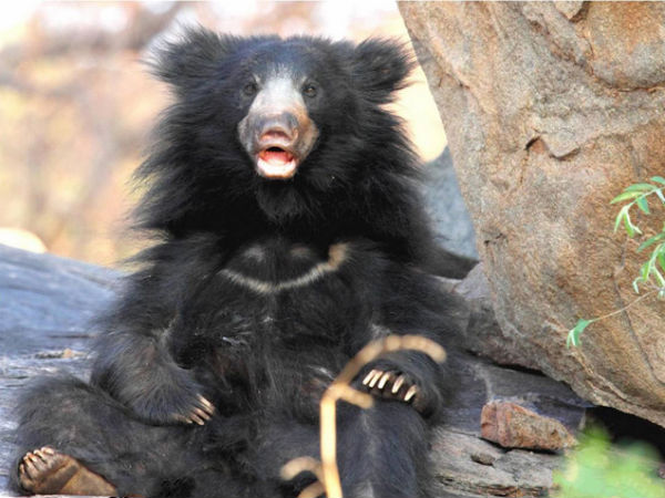 Top Bear Sanctuaries in India Top Bear Sanctuaries in India