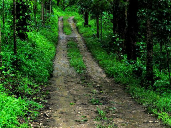 Take a tour around the serene Chikamagalur this monsoon!