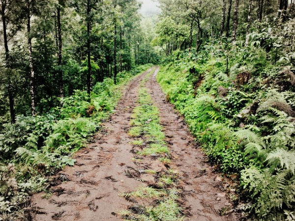 Take a tour around the serene Chikamagalur this monsoon!