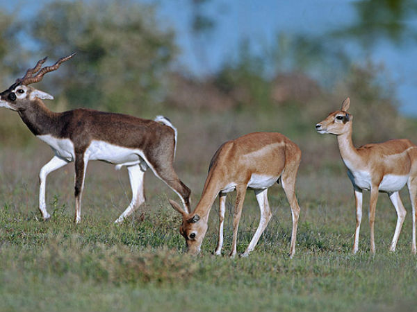 Five Blackbuck Sanctuaries In South India Five Blackbuck Sanctuaries In South India
