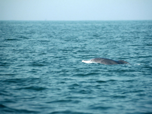 dolphin dolphin
