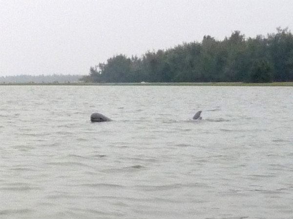 dolphin dolphin