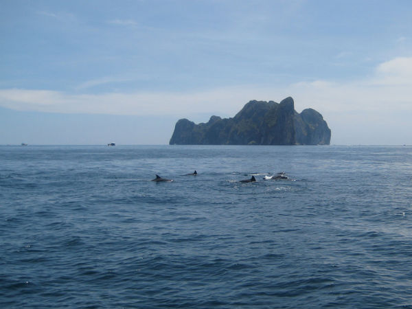dolphin dolphin