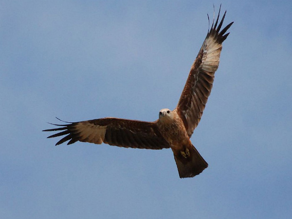 Famous Bird Sanctuaries in Kerala Famous Bird Sanctuaries in Kerala