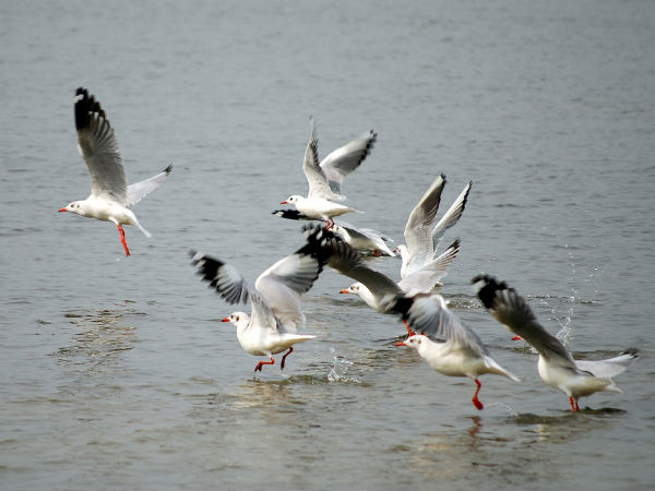 Famous Bird Sanctuaries in Kerala Famous Bird Sanctuaries in Kerala