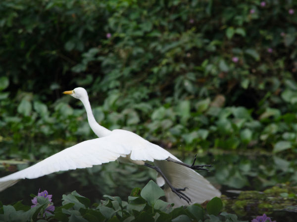 Famous Bird Sanctuaries in Kerala Famous Bird Sanctuaries in Kerala
