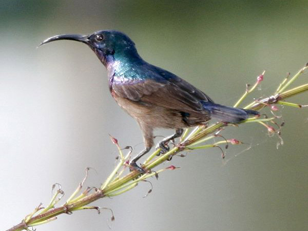 Famous Bird Sanctuaries in Kerala Famous Bird Sanctuaries in Kerala