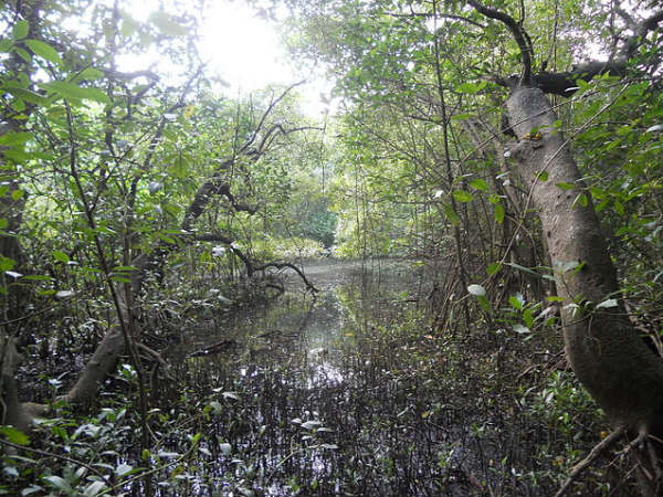 Famous Bird Sanctuaries in Kerala Famous Bird Sanctuaries in Kerala