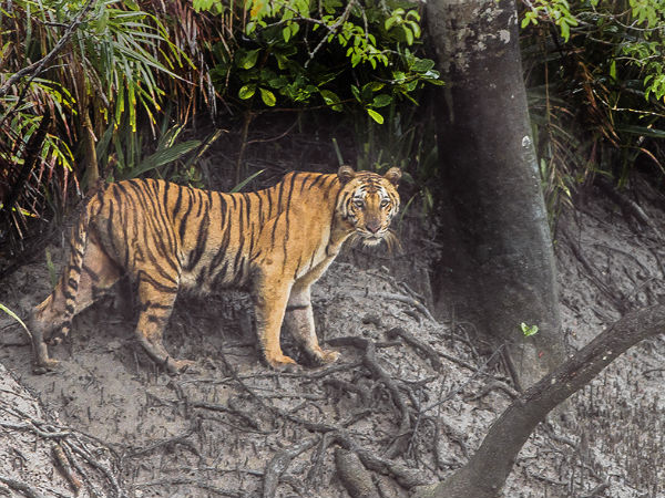 Seven Wonder Places Of India - Sundarbans mangroves in West Bengal Seven Wonder Places Of India - Sundarbans mangroves in West Bengal