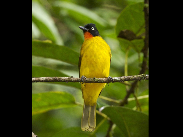 Famous Bird Sanctuaries in Kerala Famous Bird Sanctuaries in Kerala