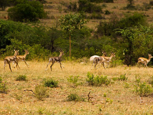 Five Blackbuck Sanctuaries In South India Five Blackbuck Sanctuaries In South India