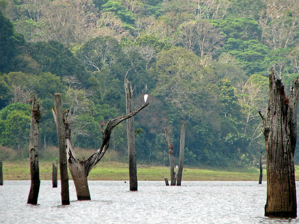 Periyar Wildlife Sanctuary In Thekkady