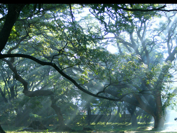 Cubbon Park