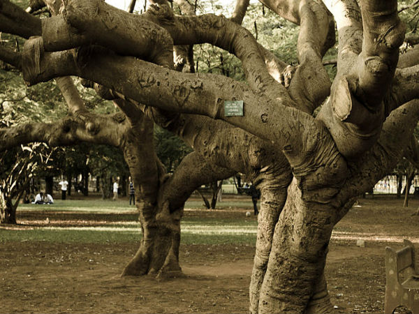 Giant Trees in the garden
