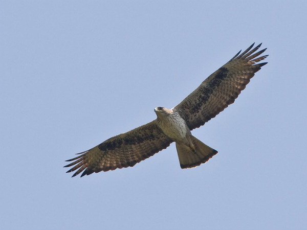 Mollem National Park Mollem National Park