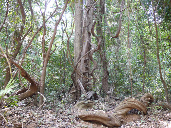 Mollem National Park Mollem National Park