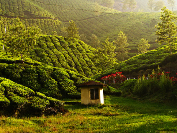 Most Incredible Bucket List Experiences In India - Munnar