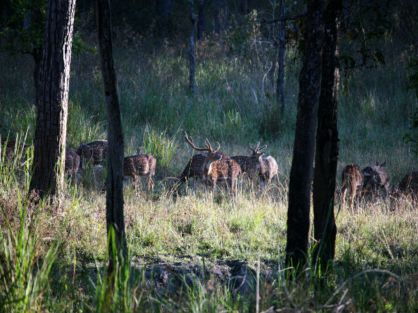Most Incredible Bucket List Experiences In India - Wayanad