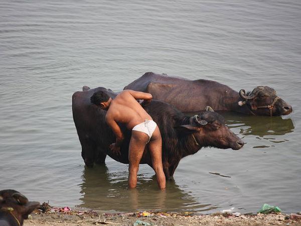 Bathing Buffalo