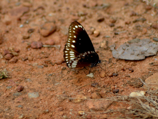 Butterfly Butterfly