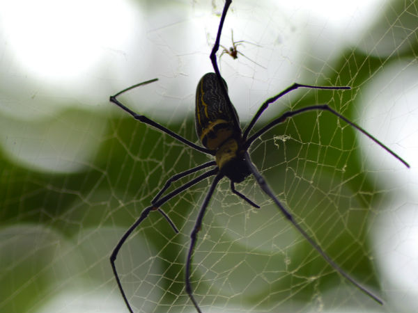 Spider Spider