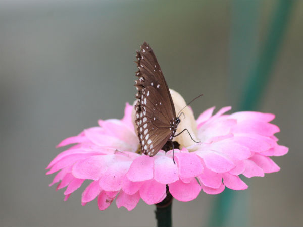 Butterflies