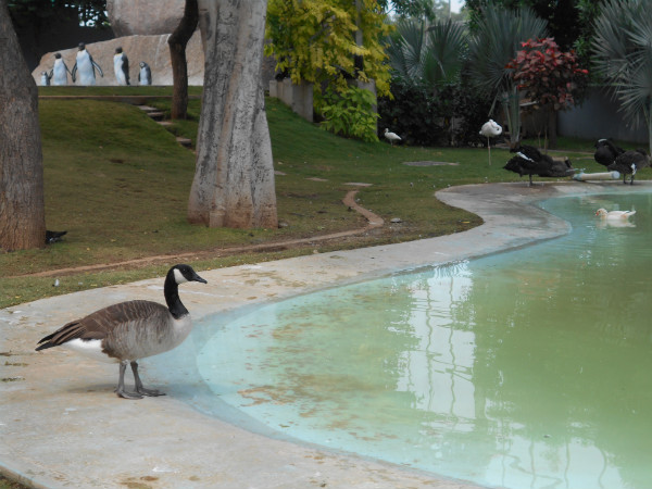 Large Aviary