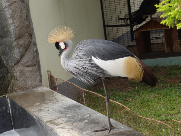 Birds Park at Ramoji